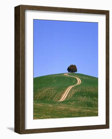 Oak tree on a field in the Tuscany-Herbert Kehrer-Framed Photographic Print