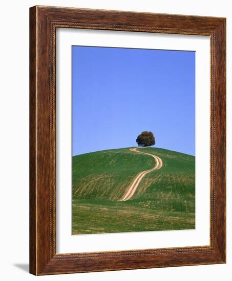 Oak tree on a field in the Tuscany-Herbert Kehrer-Framed Photographic Print