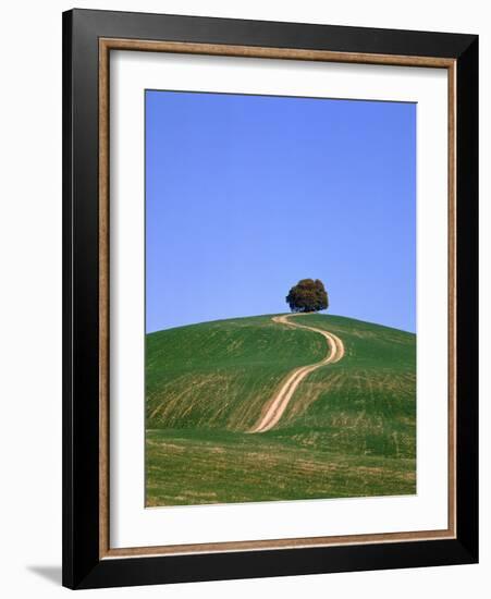 Oak tree on a field in the Tuscany-Herbert Kehrer-Framed Photographic Print