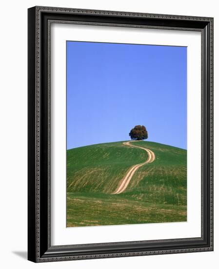 Oak tree on a field in the Tuscany-Herbert Kehrer-Framed Photographic Print