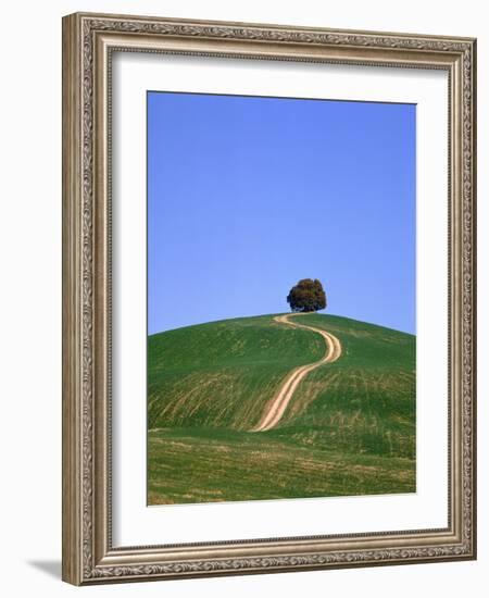 Oak Tree on a Field in the Tuscany-Herbert Kehrer-Framed Photographic Print