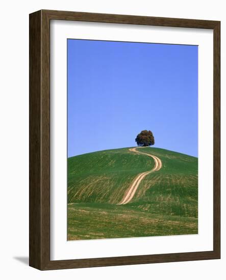 Oak Tree on a Field in the Tuscany-Herbert Kehrer-Framed Photographic Print