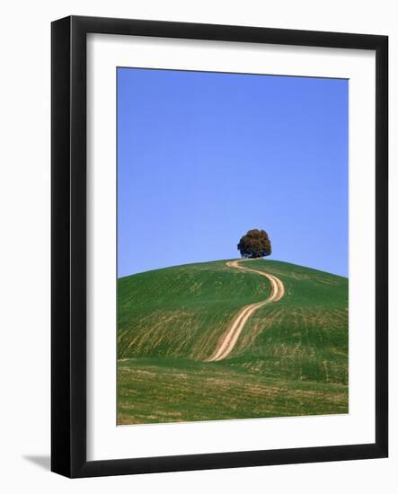 Oak Tree on a Field in the Tuscany-Herbert Kehrer-Framed Photographic Print