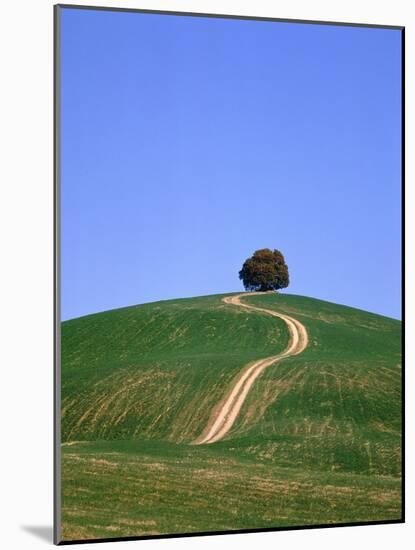 Oak Tree on a Field in the Tuscany-Herbert Kehrer-Mounted Photographic Print