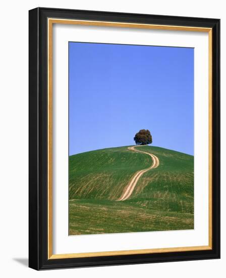 Oak Tree on a Field in the Tuscany-Herbert Kehrer-Framed Photographic Print