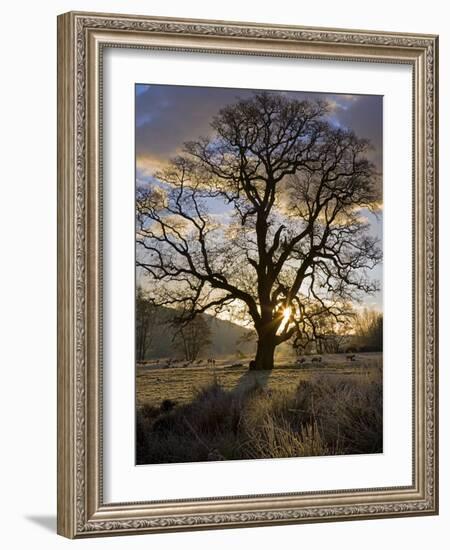 Oak Tree (Quercus Sp.) In Winter-Dr. Keith Wheeler-Framed Photographic Print