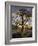 Oak Tree (Quercus Sp.) In Winter-Dr. Keith Wheeler-Framed Photographic Print