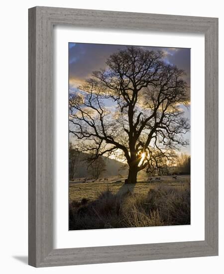 Oak Tree (Quercus Sp.) In Winter-Dr. Keith Wheeler-Framed Photographic Print