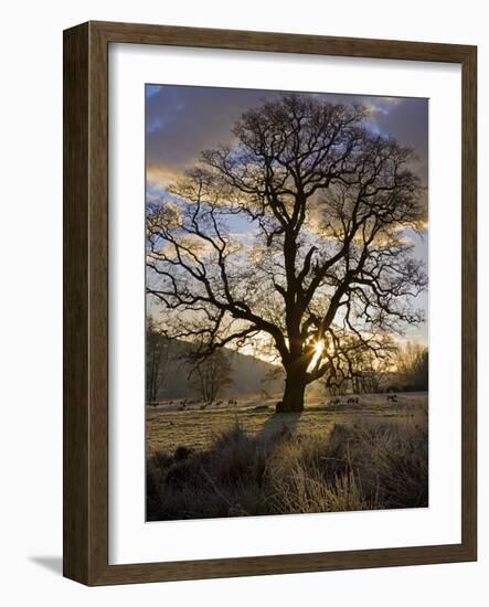 Oak Tree (Quercus Sp.) In Winter-Dr. Keith Wheeler-Framed Photographic Print