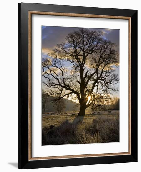 Oak Tree (Quercus Sp.) In Winter-Dr. Keith Wheeler-Framed Photographic Print