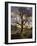 Oak Tree (Quercus Sp.) In Winter-Dr. Keith Wheeler-Framed Photographic Print