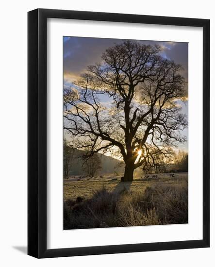 Oak Tree (Quercus Sp.) In Winter-Dr. Keith Wheeler-Framed Photographic Print