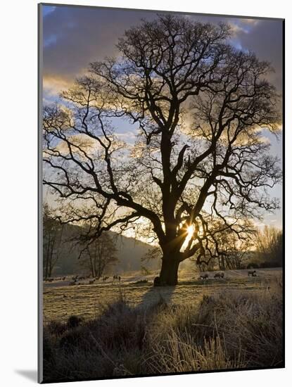 Oak Tree (Quercus Sp.) In Winter-Dr. Keith Wheeler-Mounted Photographic Print