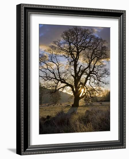 Oak Tree (Quercus Sp.) In Winter-Dr. Keith Wheeler-Framed Photographic Print
