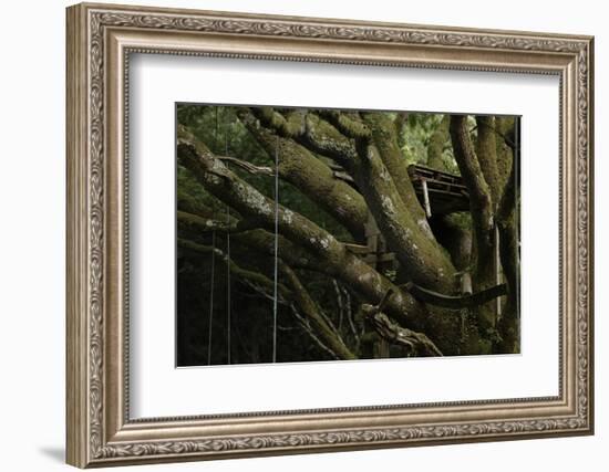 Oak Tree (Quercus Sp) with Ropes for Climbing and a Wooden Pallet to Create a Platform-Solvin Zankl-Framed Photographic Print