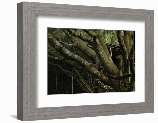 Oak Tree (Quercus Sp) with Ropes for Climbing and a Wooden Pallet to Create a Platform-Solvin Zankl-Framed Photographic Print