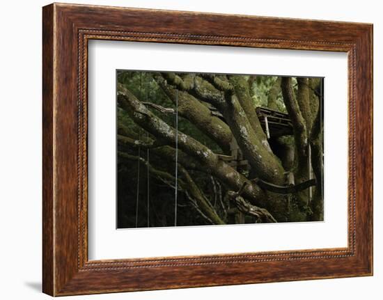 Oak Tree (Quercus Sp) with Ropes for Climbing and a Wooden Pallet to Create a Platform-Solvin Zankl-Framed Photographic Print