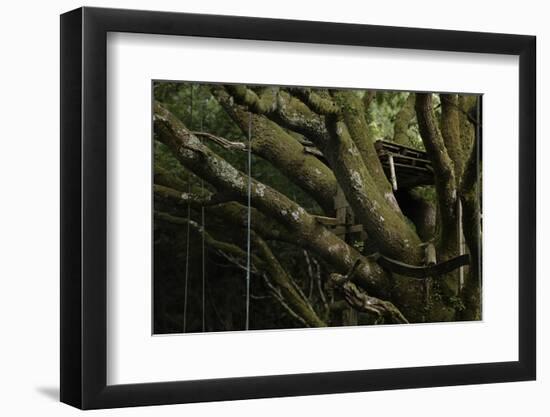 Oak Tree (Quercus Sp) with Ropes for Climbing and a Wooden Pallet to Create a Platform-Solvin Zankl-Framed Photographic Print