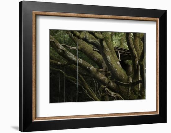 Oak Tree (Quercus Sp) with Ropes for Climbing and a Wooden Pallet to Create a Platform-Solvin Zankl-Framed Photographic Print