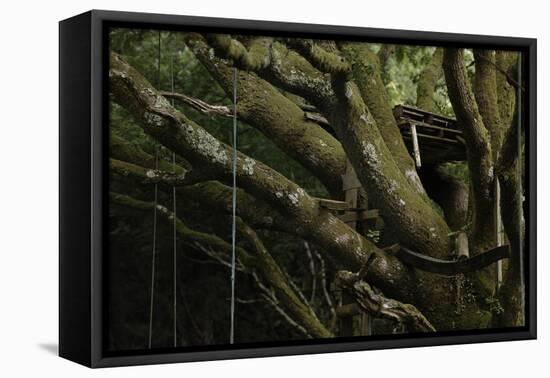 Oak Tree (Quercus Sp) with Ropes for Climbing and a Wooden Pallet to Create a Platform-Solvin Zankl-Framed Premier Image Canvas