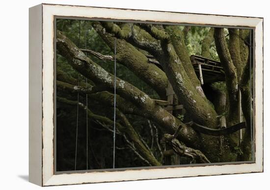 Oak Tree (Quercus Sp) with Ropes for Climbing and a Wooden Pallet to Create a Platform-Solvin Zankl-Framed Premier Image Canvas