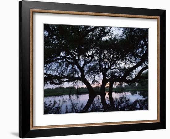 Oak Tree Silhouette at Sunset, Texas, USA-Rolf Nussbaumer-Framed Photographic Print