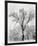 Oak Tree, Snowstorm, Yosemite National Park, 1948-Ansel Adams-Framed Art Print