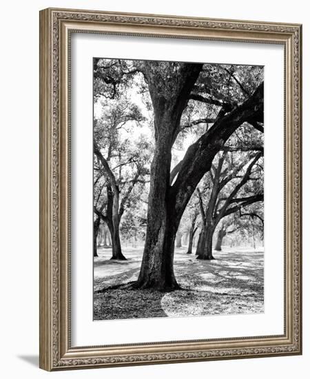 Oak Tree Study-Boyce Watt-Framed Art Print