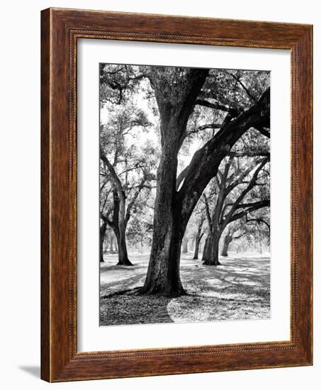 Oak Tree Study-Boyce Watt-Framed Art Print