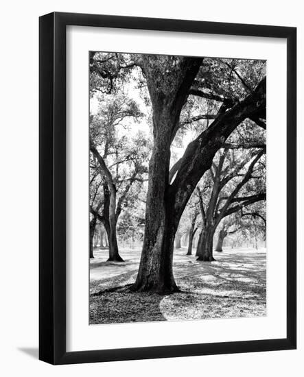 Oak Tree Study-Boyce Watt-Framed Art Print