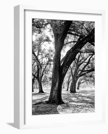 Oak Tree Study-Boyce Watt-Framed Art Print