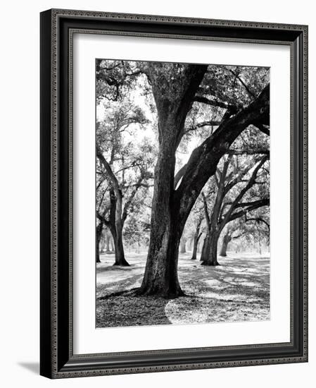 Oak Tree Study-Boyce Watt-Framed Art Print