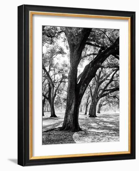 Oak Tree Study-Boyce Watt-Framed Art Print