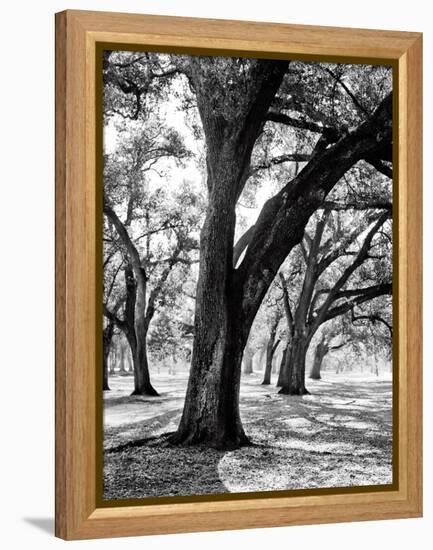 Oak Tree Study-Boyce Watt-Framed Stretched Canvas