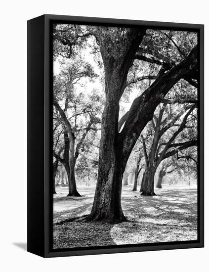 Oak Tree Study-Boyce Watt-Framed Stretched Canvas