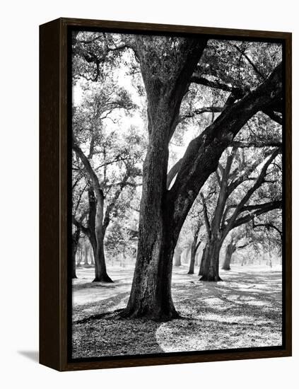 Oak Tree Study-Boyce Watt-Framed Stretched Canvas