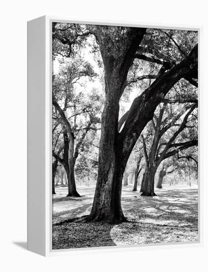 Oak Tree Study-Boyce Watt-Framed Stretched Canvas