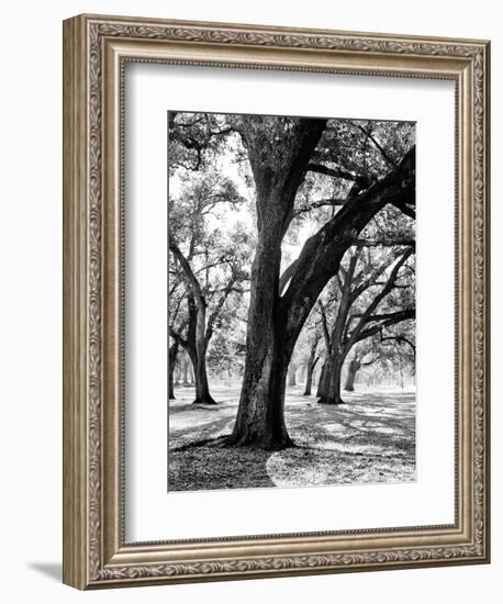 Oak Tree Study-Boyce Watt-Framed Premium Giclee Print