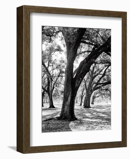 Oak Tree Study-Boyce Watt-Framed Premium Giclee Print