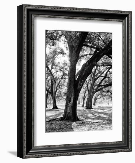 Oak Tree Study-Boyce Watt-Framed Premium Giclee Print