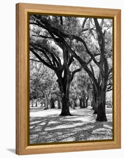 Oak Tree Study-Boyce Watt-Framed Stretched Canvas