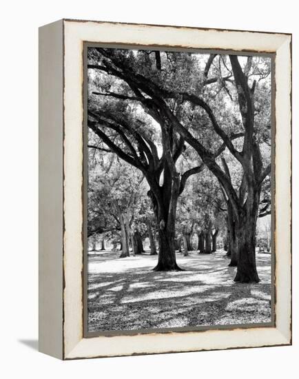 Oak Tree Study-Boyce Watt-Framed Stretched Canvas