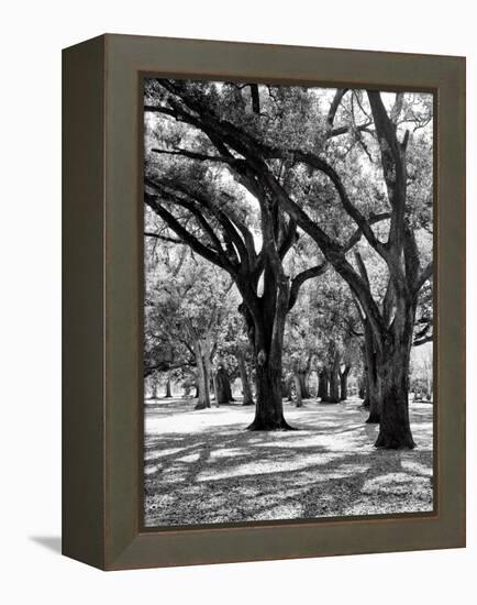 Oak Tree Study-Boyce Watt-Framed Stretched Canvas