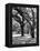 Oak Tree Study-Boyce Watt-Framed Stretched Canvas