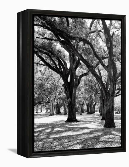 Oak Tree Study-Boyce Watt-Framed Stretched Canvas