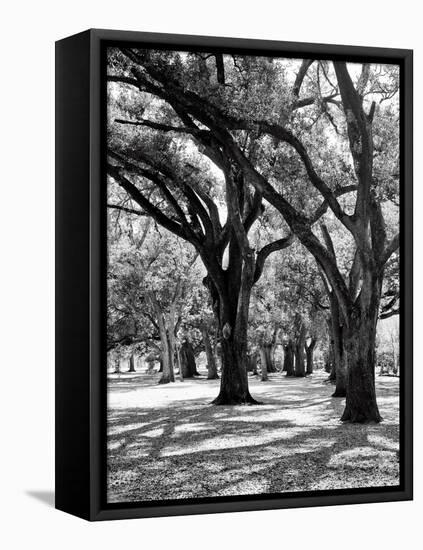 Oak Tree Study-Boyce Watt-Framed Stretched Canvas