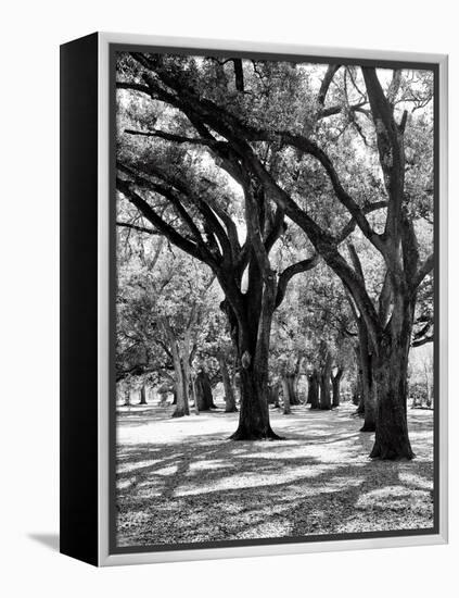 Oak Tree Study-Boyce Watt-Framed Stretched Canvas