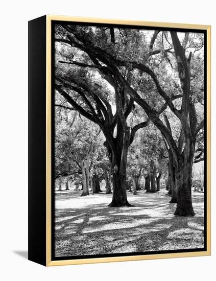 Oak Tree Study-Boyce Watt-Framed Stretched Canvas