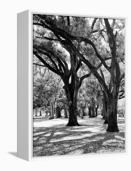 Oak Tree Study-Boyce Watt-Framed Stretched Canvas