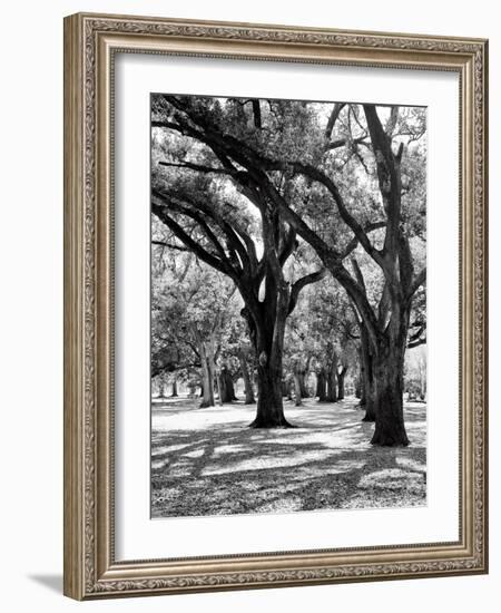 Oak Tree Study-Boyce Watt-Framed Art Print